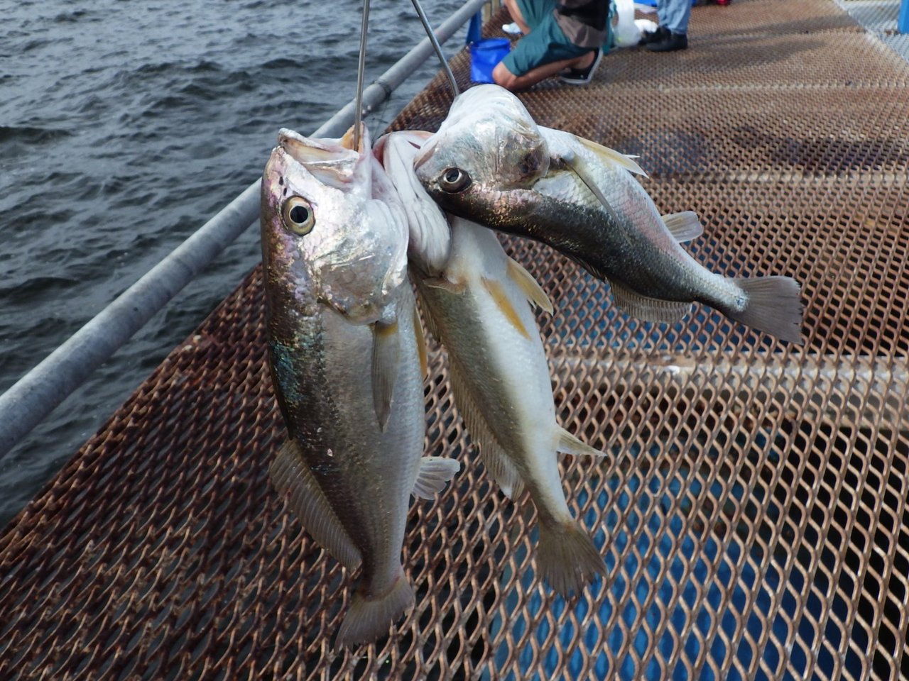 釣果情報 │ 本牧海づり施設［横浜フィッシングピアーズ］