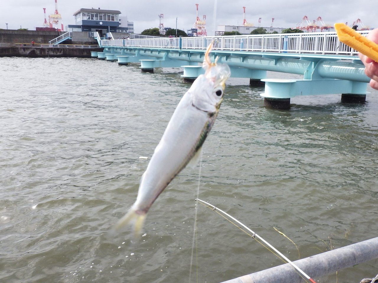 釣果情報 │ 本牧海づり施設［横浜フィッシングピアーズ］