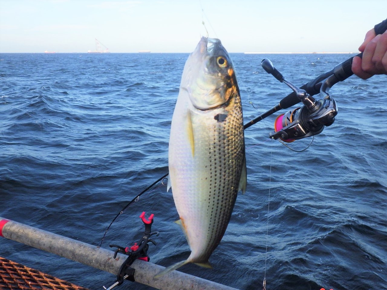 釣果情報 │ 本牧海づり施設［横浜フィッシングピアーズ］